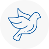 Bird Prevention Colyton