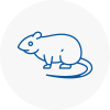 Rat Control Colyton