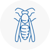 Colyton Wasp Nest Removal